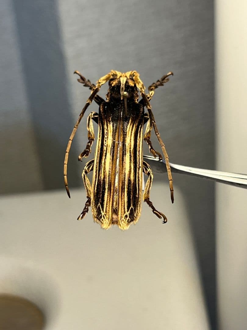 【43mm】キノハダカミキリ 標本 タテスジケブカカミキリ 天牛 甲虫