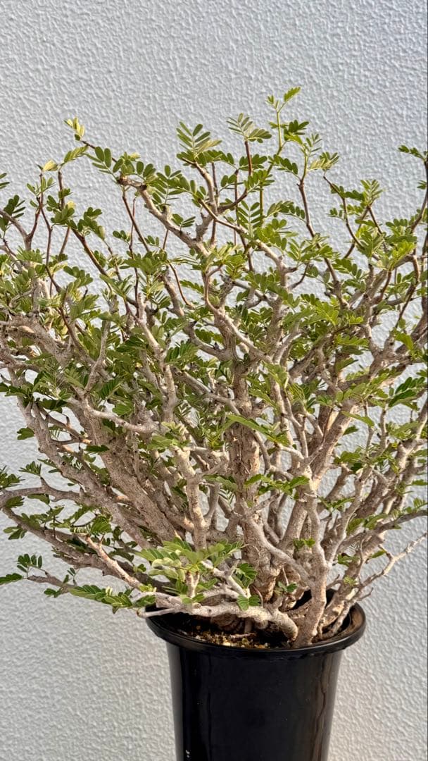 センナメリディオナリス　発根済み　巨大モンスターセンナ