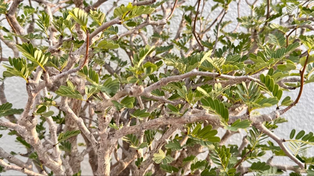 センナメリディオナリス　発根済み　巨大モンスターセンナ