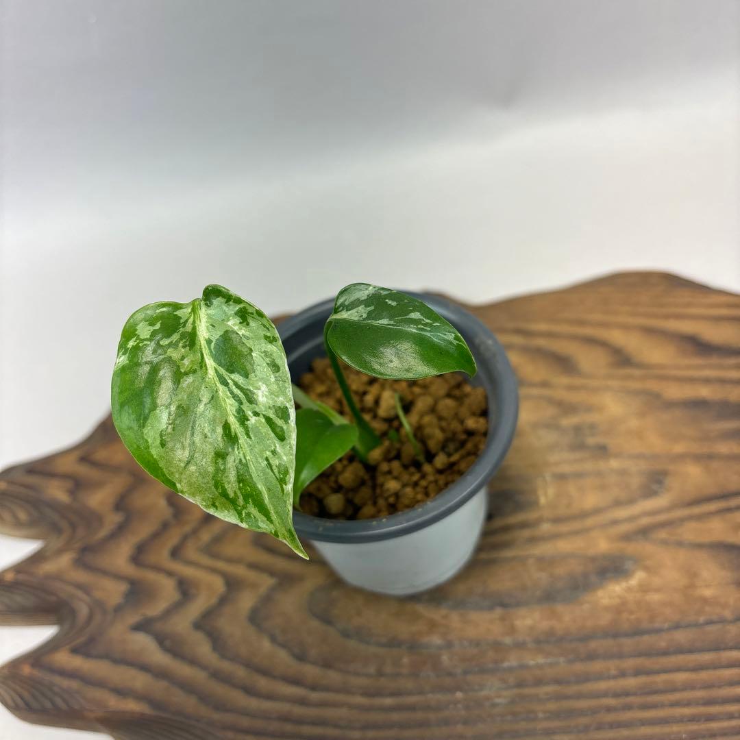 や*す様 lsw526 Bulbasaurモンステラ・フシギダネ　斑入り