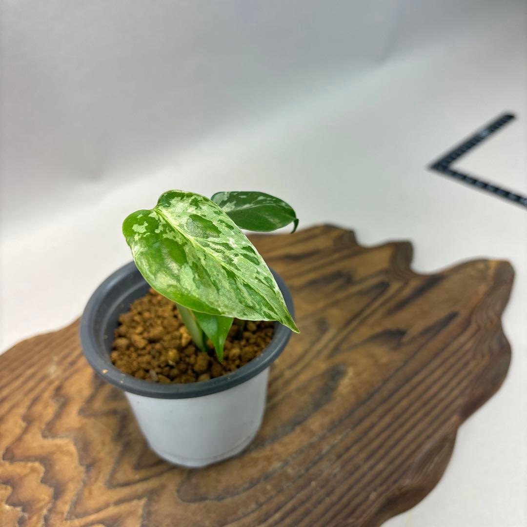 や*す様 lsw526 Bulbasaurモンステラ・フシギダネ　斑入り