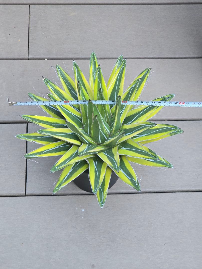 アガベ 笹の雪錦 斑入り 大株 約32cm