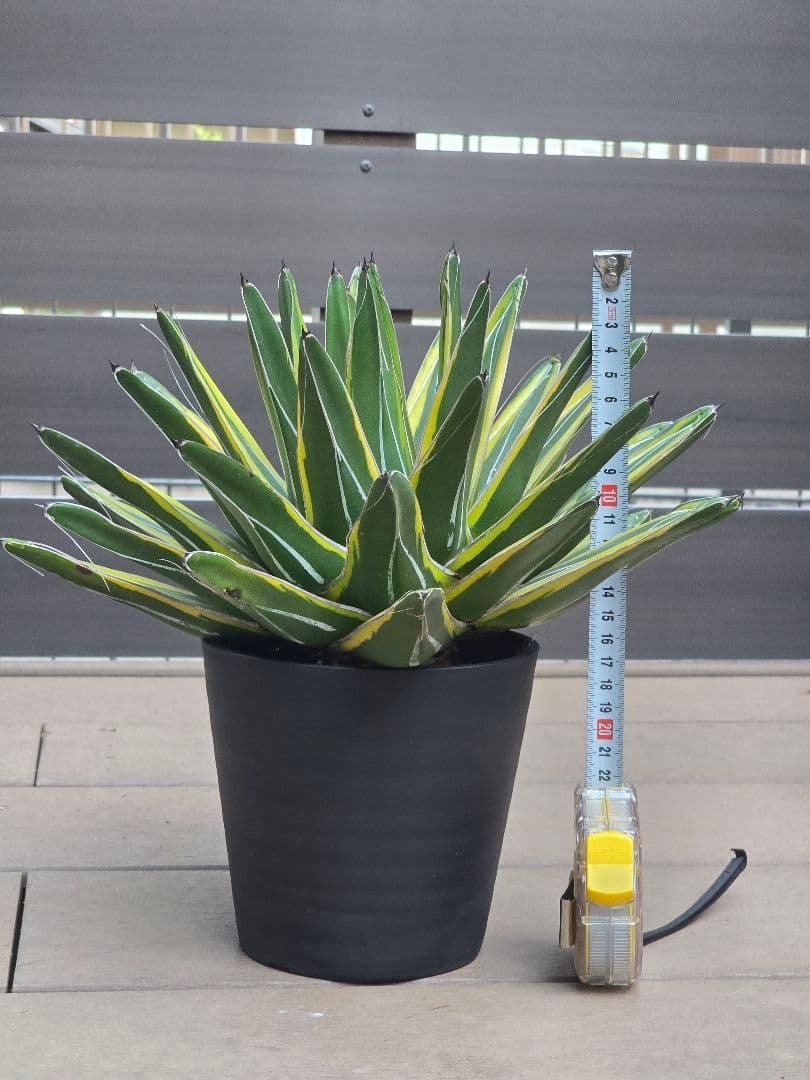 アガベ 笹の雪錦 斑入り 大株 約32cm