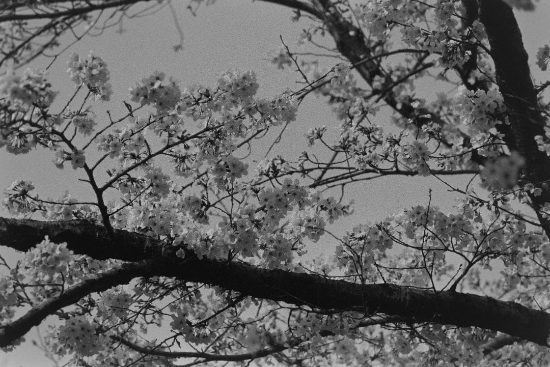 Nikon FA ボディのみ