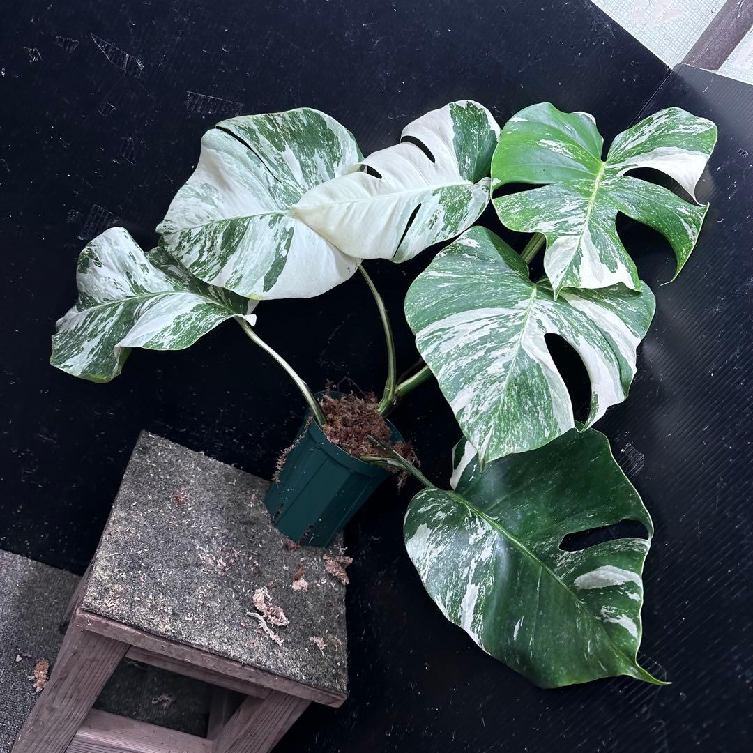 H*o様 斑入りモンステラ ホワイトタイガー極美大株66cm白斑多
