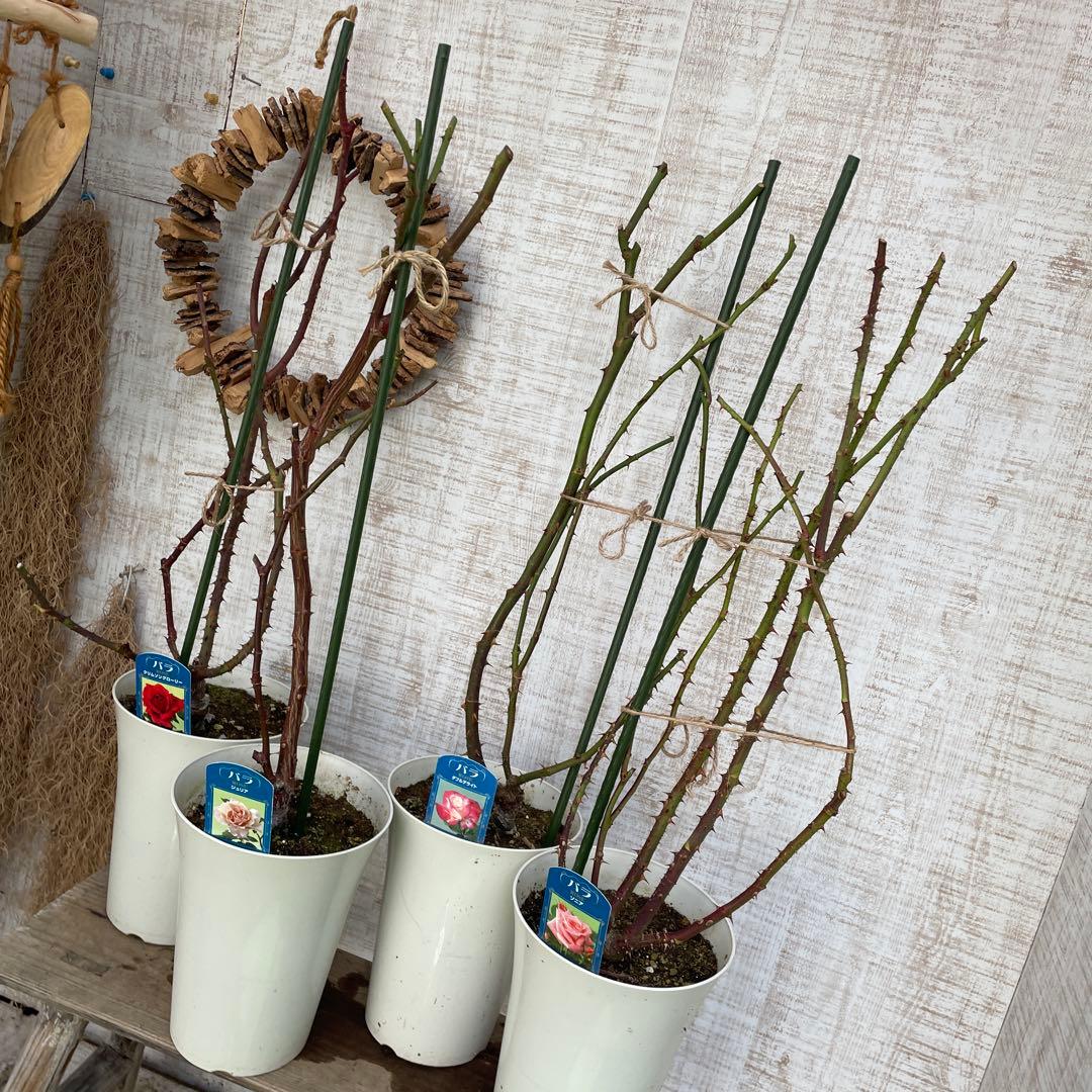 火曜特価！4鉢価格！バラ苗　苗木　薔薇　四季咲き　大輪　6号鉢　接木　ジュリア
