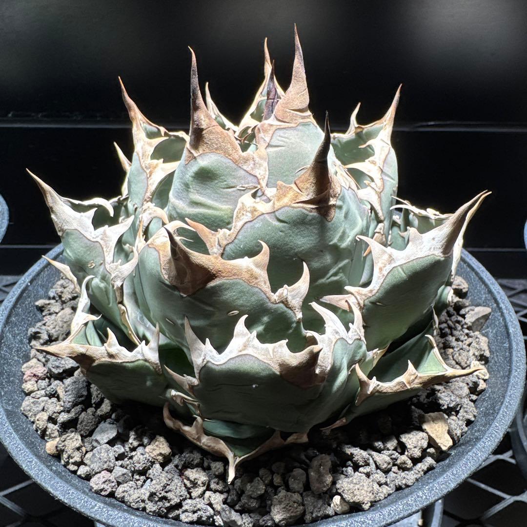 アガベ　チタノタ　姫厳龍　レッドキャット　SAD BB FO076 オテロイ