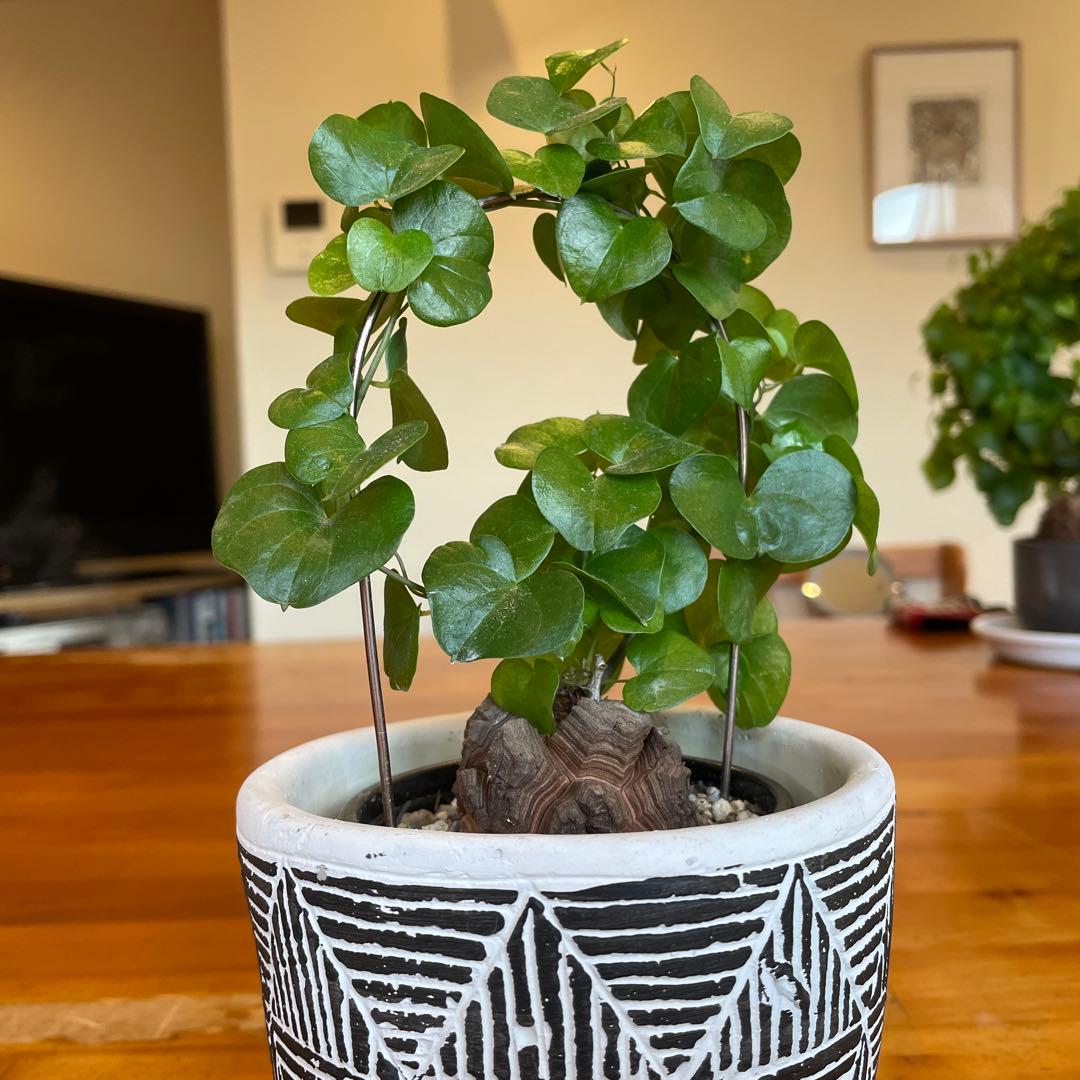 ディオスコレア 亀甲竜