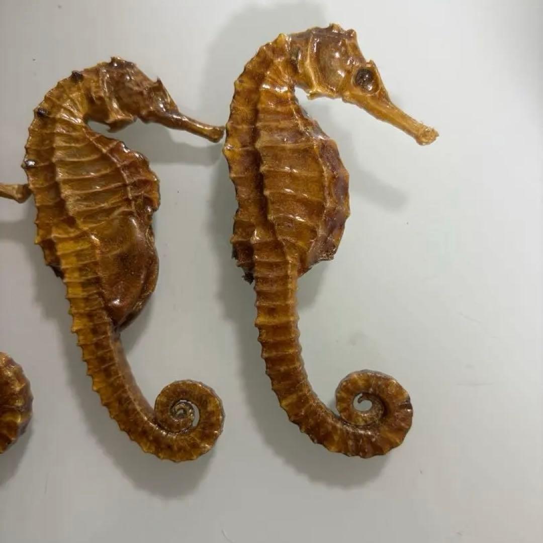 タツノオトシゴ　乾燥標本　インテリア用　開運　縁起物　５個まとめ売り