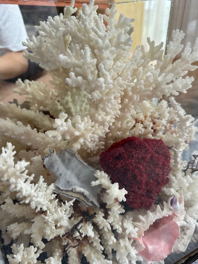 【超希少】フィジー産天然白珊瑚、赤珊瑚のディスプレイ置物ガラスケース入り