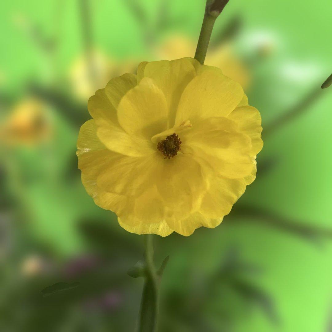 ラナンキュラス苗　ラナンキュラスラックス　6ポット価格