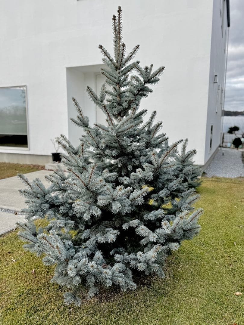 プンゲンストウヒ　ホプシー