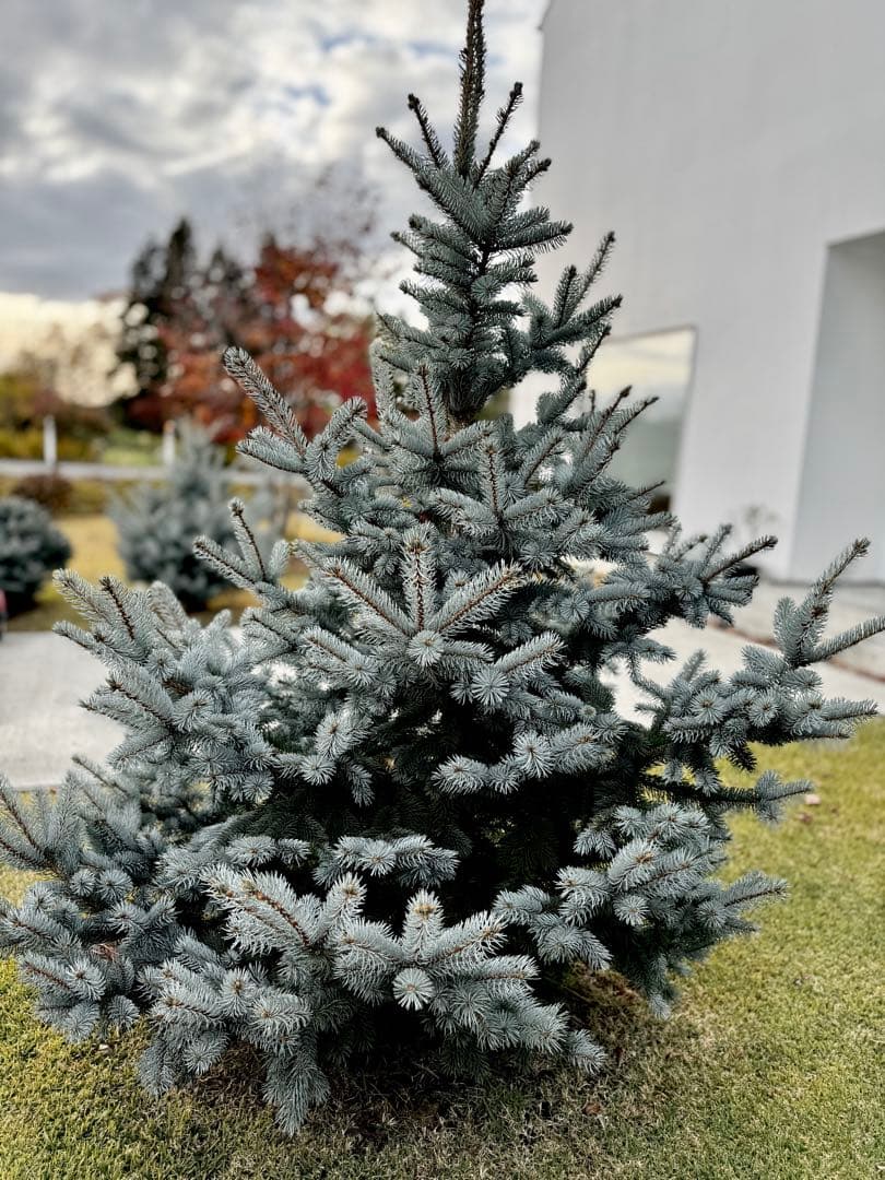 プンゲンストウヒ　ホプシー