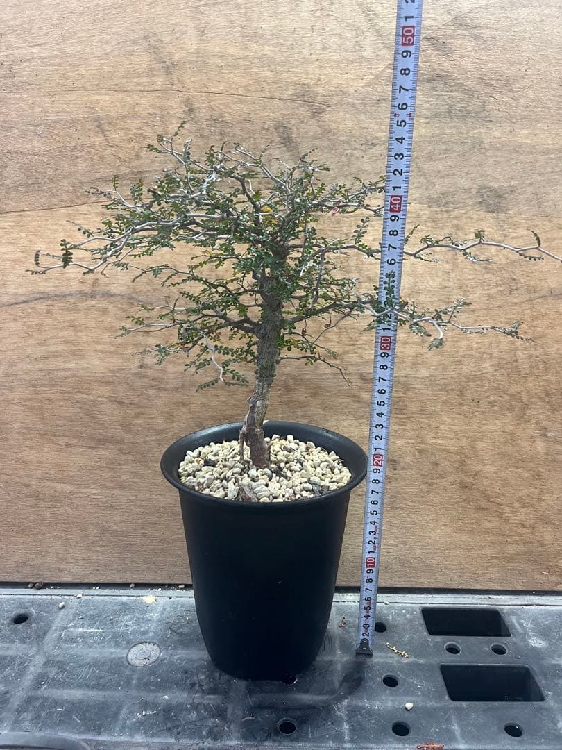 オペルクリカリア　パキプス　実生株