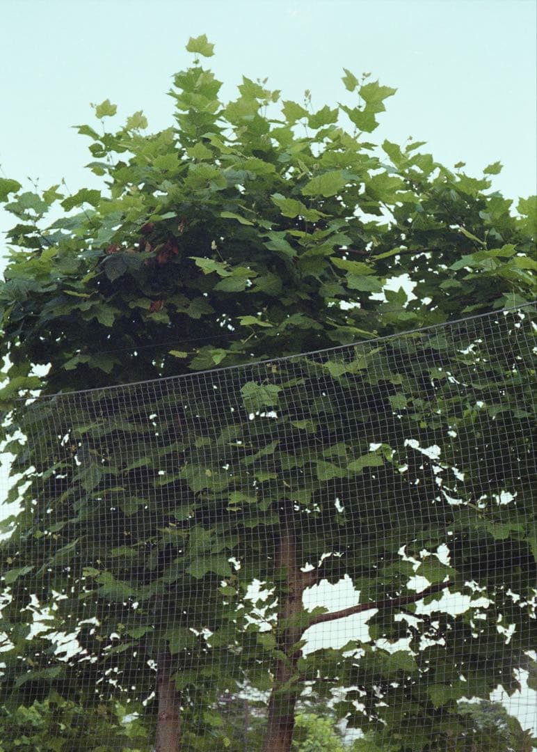 Olympus PEN-FT オーバーホール済 作例あり