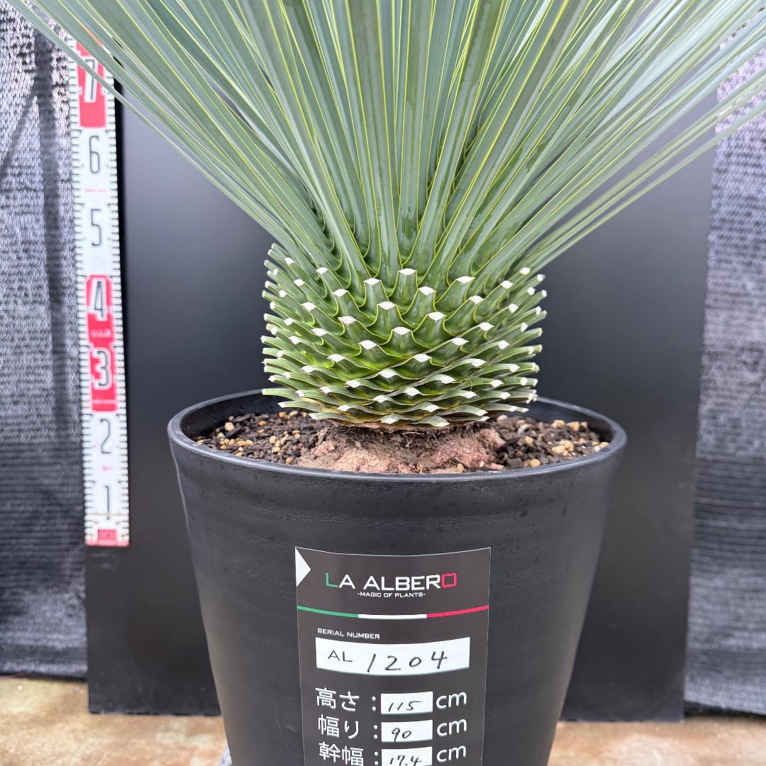 【AL1204】ユッカ　ロストラータ　ランチョブルー（品種名）極太