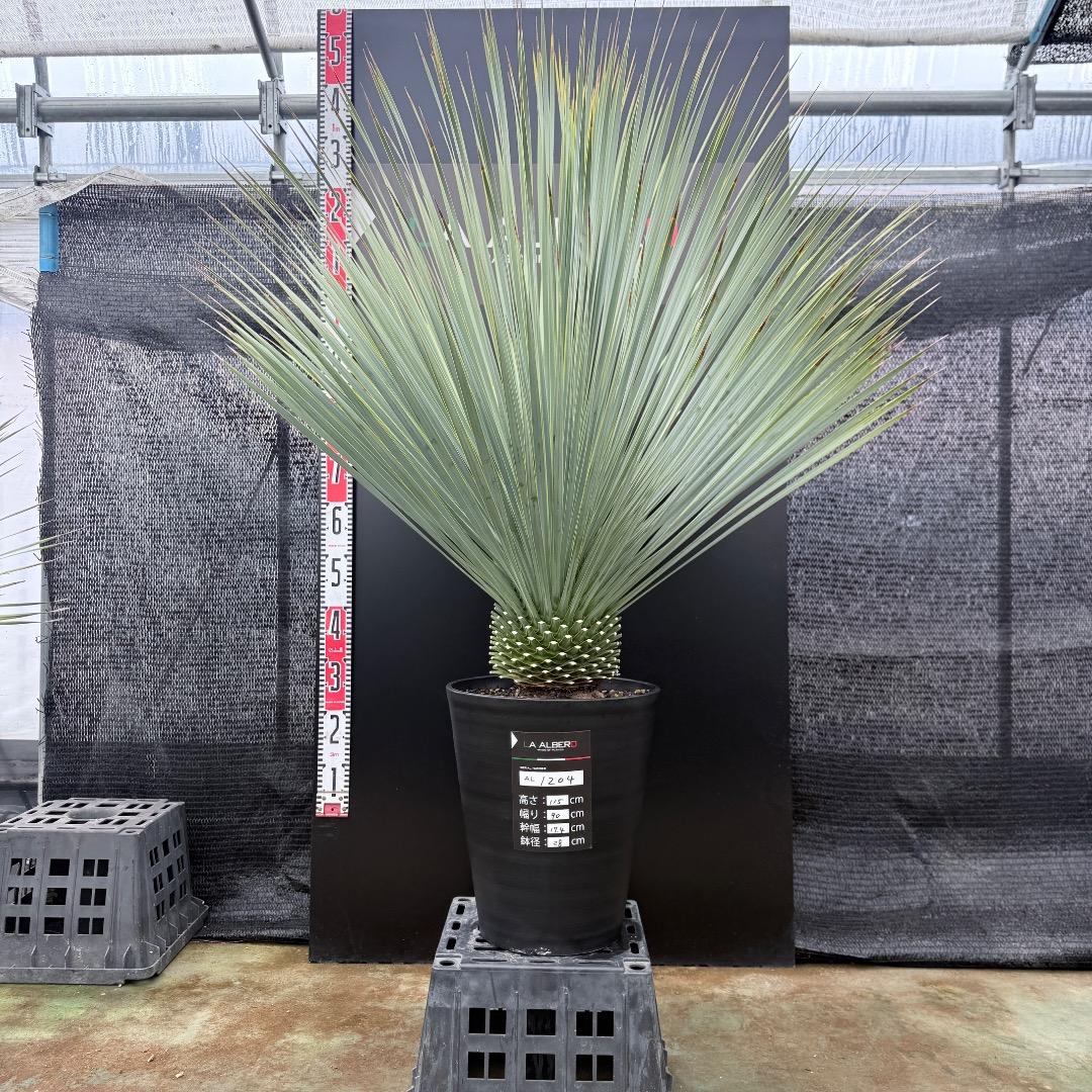 【AL1204】ユッカ　ロストラータ　ランチョブルー（品種名）極太