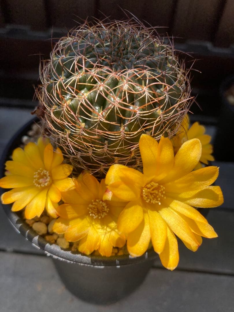 サボテン スルコレブチアsp カキコ1つ