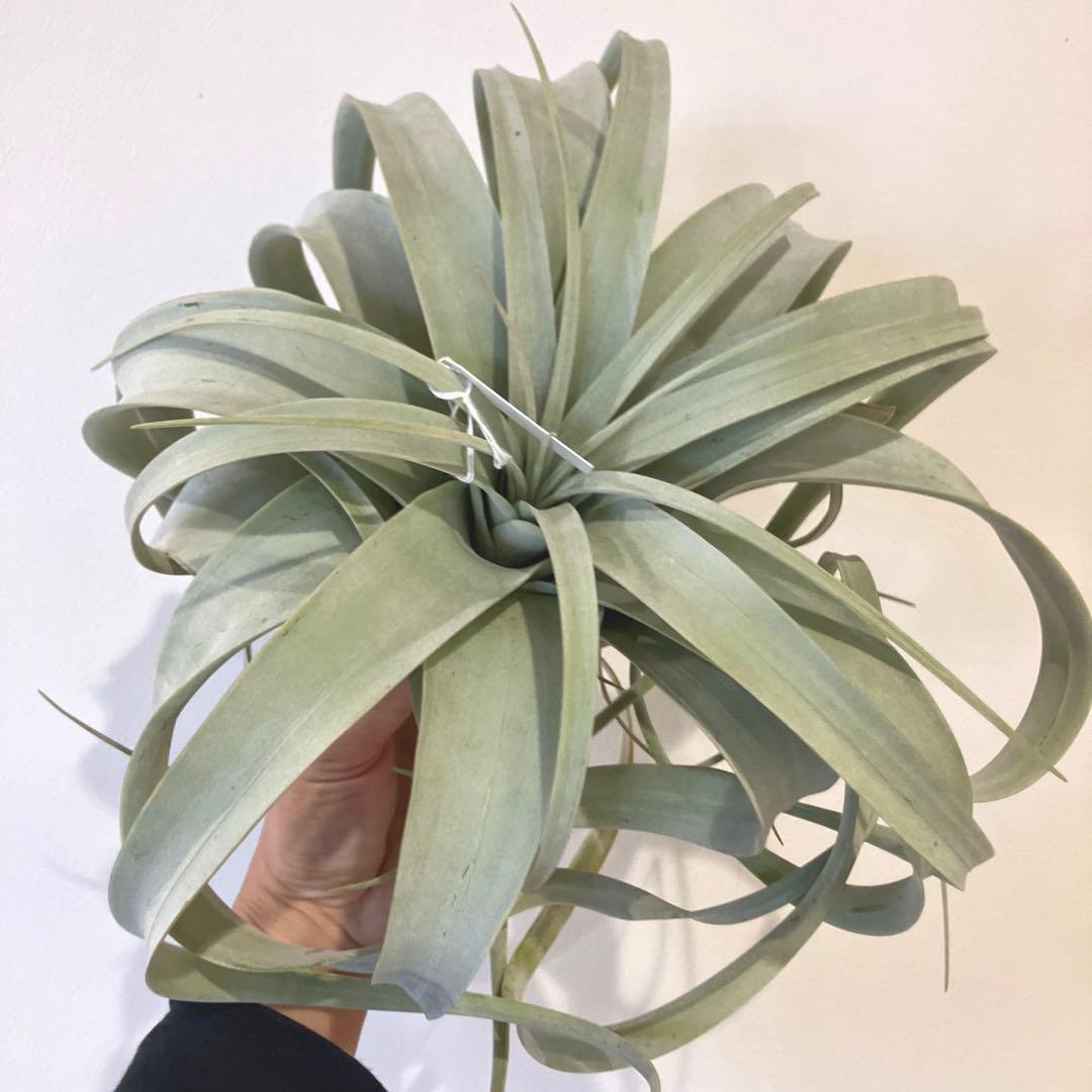 超絶希少❗️超絶美斑❗️モンステラ　デリシオーサ　クリームブリュレ✨キセログラフィカ