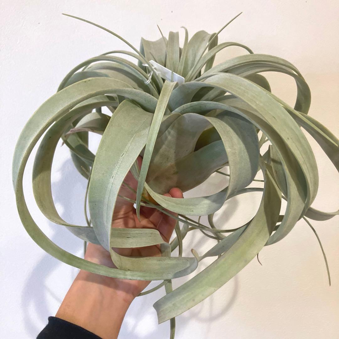 超絶希少❗️超絶美斑❗️モンステラ　デリシオーサ　クリームブリュレ✨キセログラフィカ