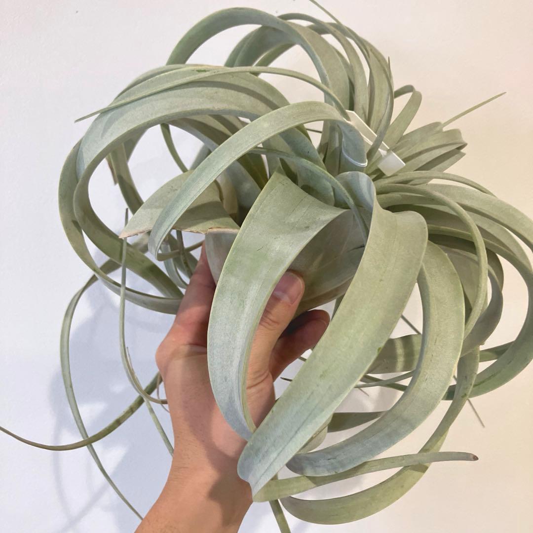 超絶希少❗️超絶美斑❗️モンステラ　デリシオーサ　クリームブリュレ✨キセログラフィカ