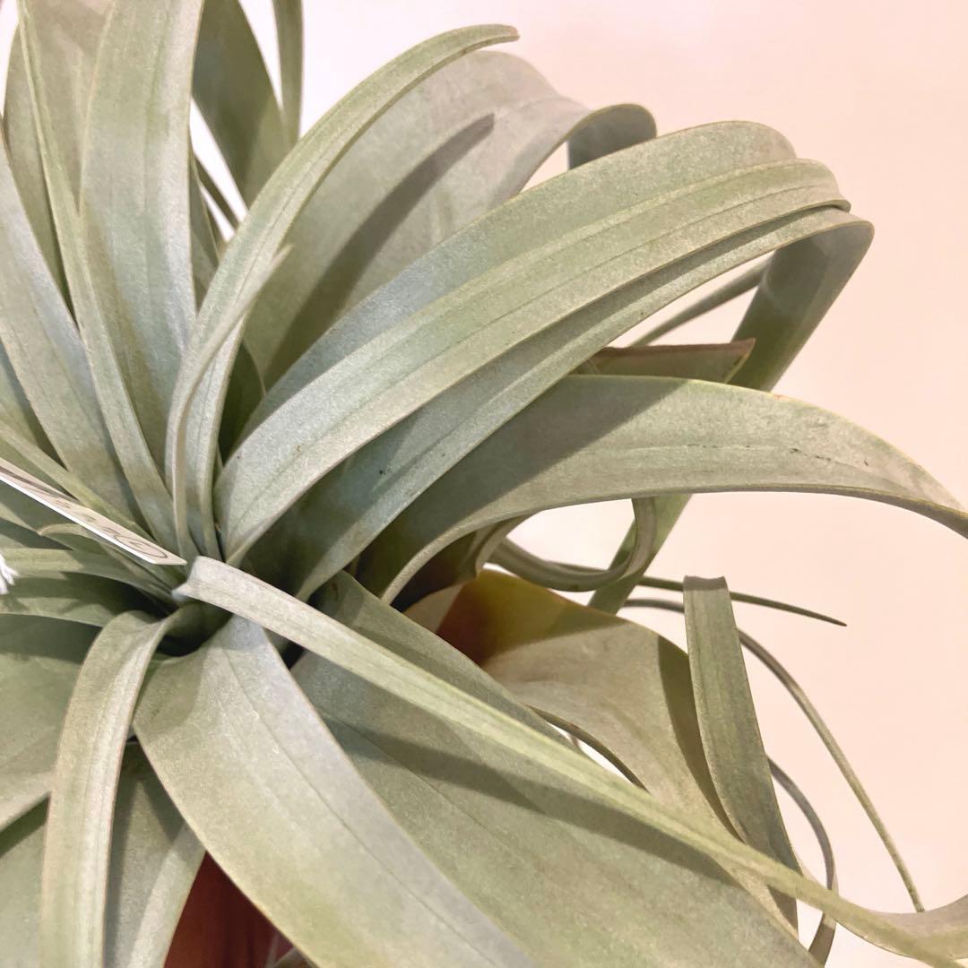 超絶希少❗️超絶美斑❗️モンステラ　デリシオーサ　クリームブリュレ✨キセログラフィカ