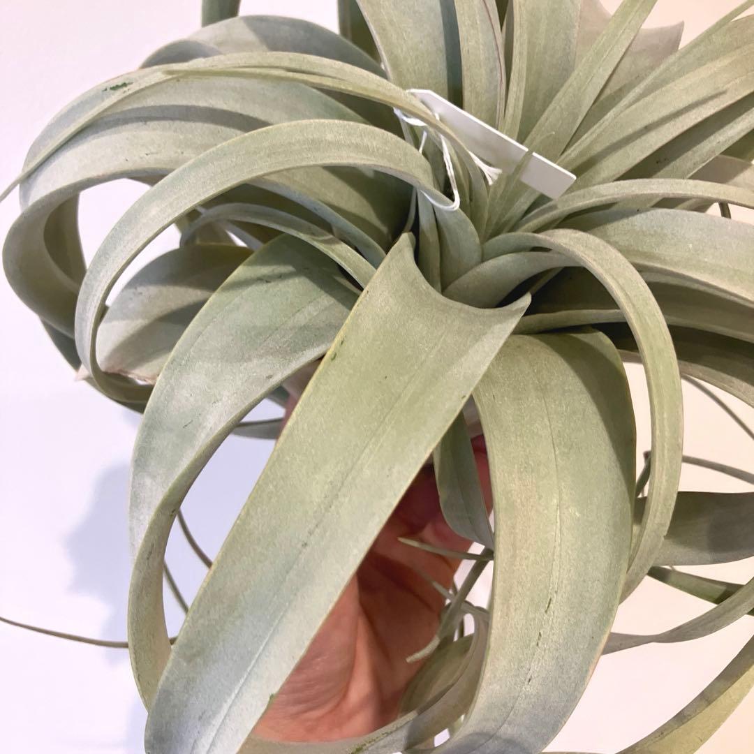 超絶希少❗️超絶美斑❗️モンステラ　デリシオーサ　クリームブリュレ✨キセログラフィカ