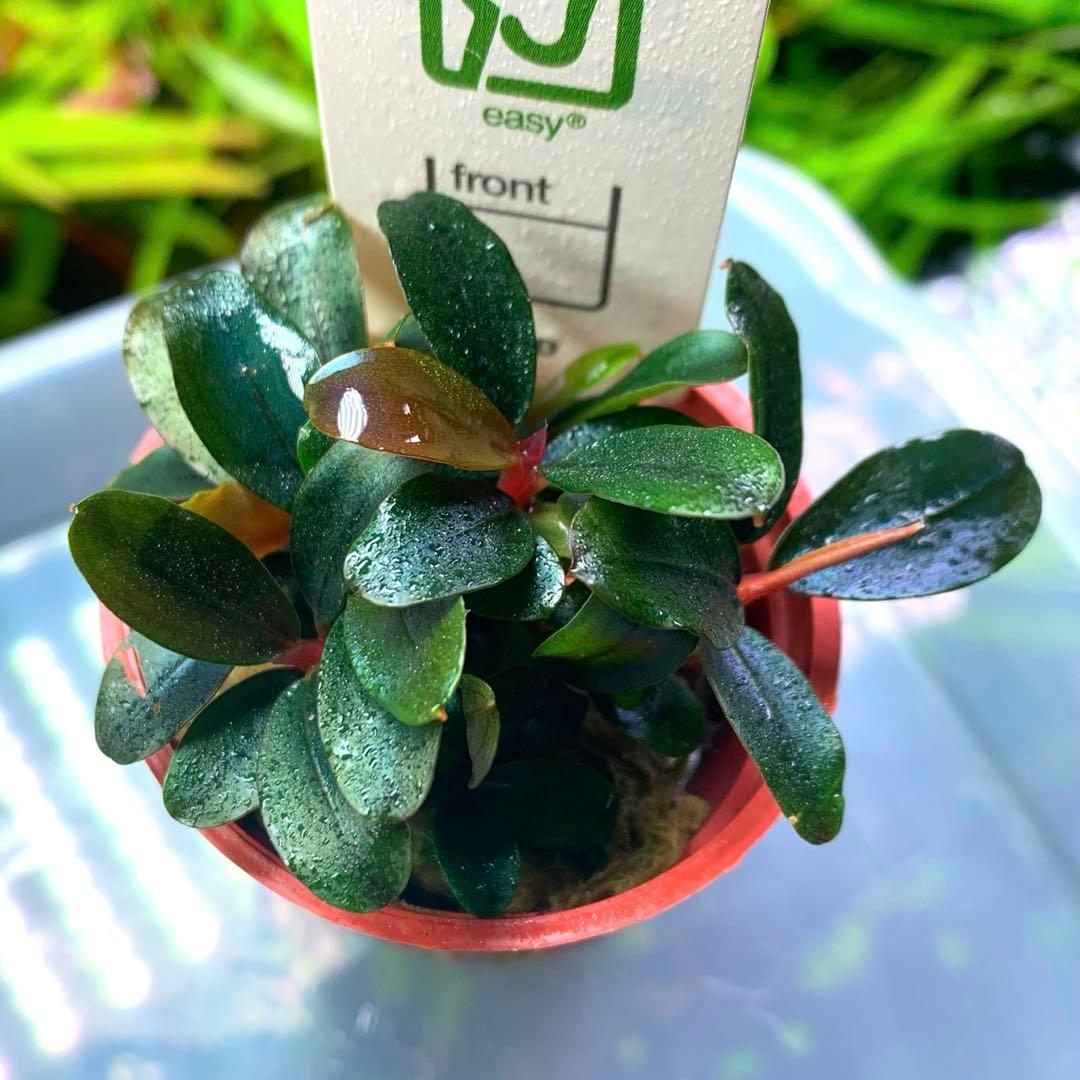 ブセファランドラ sordidula 'Blue' トロピカ社1ポット