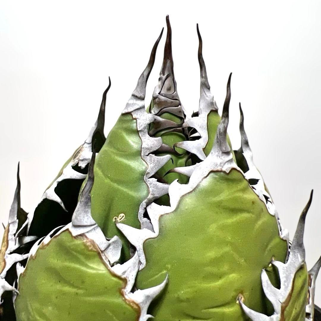 アガベ 鉢植発送 ホリダ 強刺 狂刺 極上血統 スペシャル個体 特選株