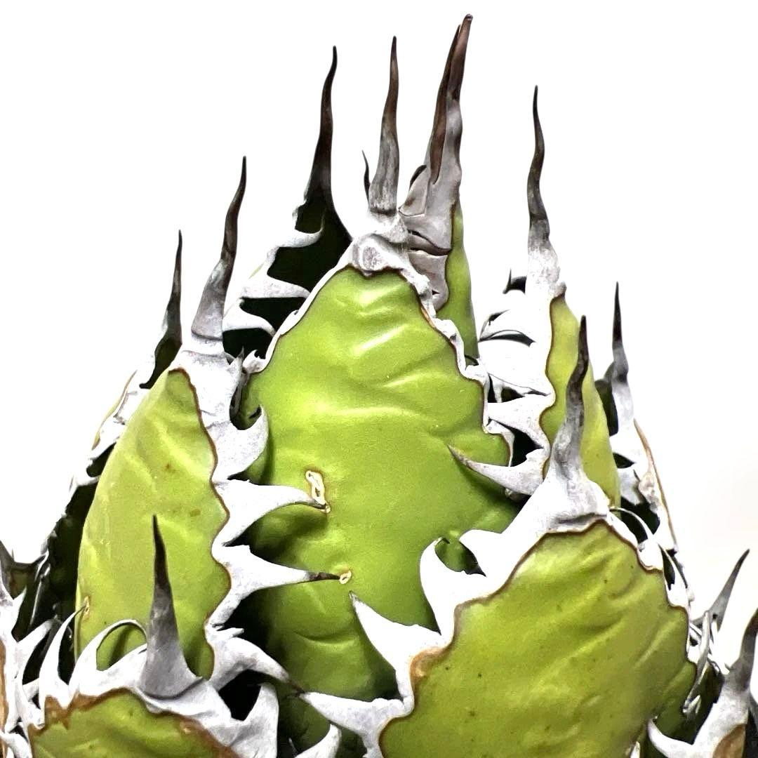 アガベ 鉢植発送 ホリダ 強刺 狂刺 極上血統 スペシャル個体 特選株