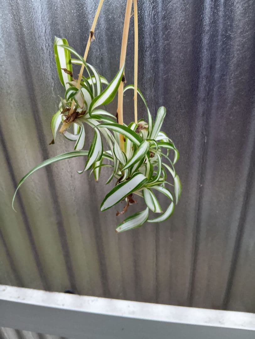 オリズルラン　子株 (1株)