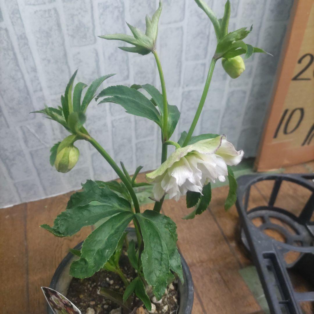 １０日入荷分⭐️クリスマスローズダブル咲き⭐️８鉢セット