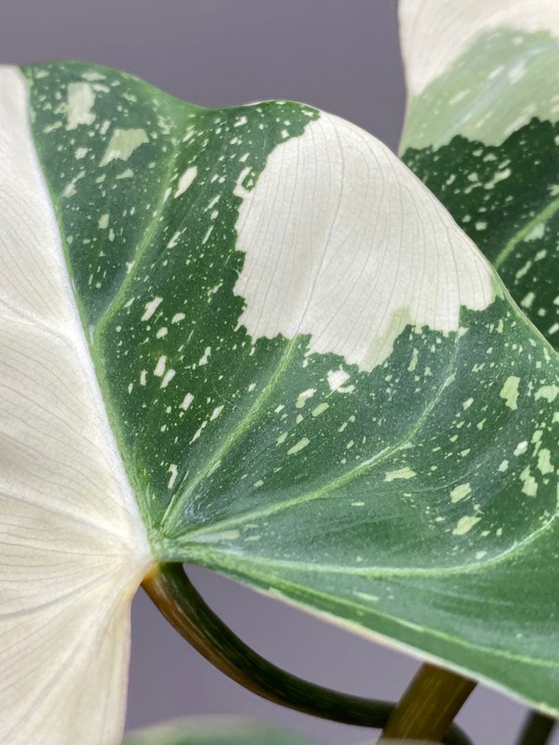 【トリカラー全開‼️】フィロデンドロン　グロリオーサム　トリカラー　斑入り　希少