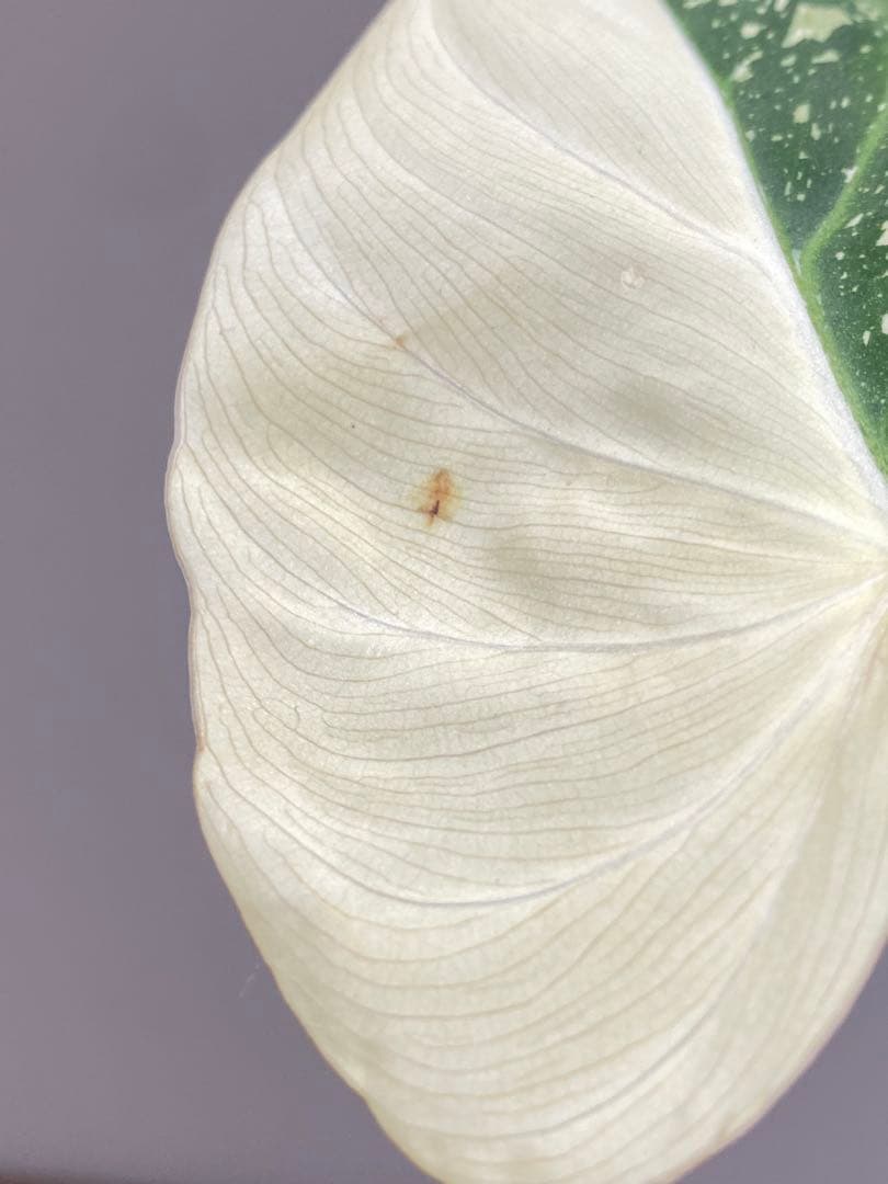 【トリカラー全開‼️】フィロデンドロン　グロリオーサム　トリカラー　斑入り　希少