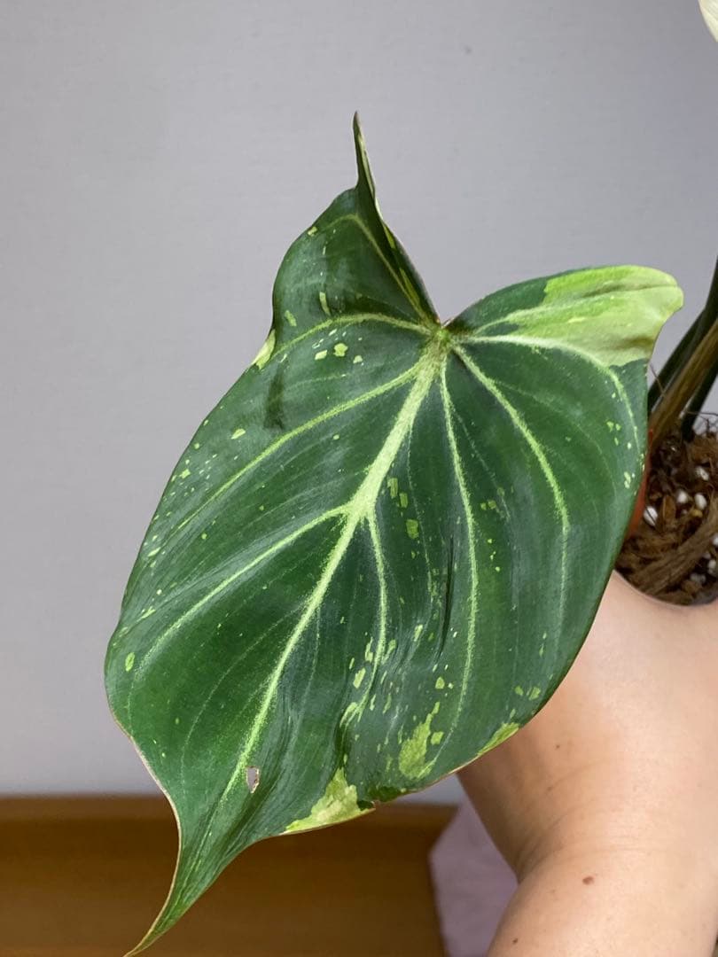 【トリカラー全開‼️】フィロデンドロン　グロリオーサム　トリカラー　斑入り　希少