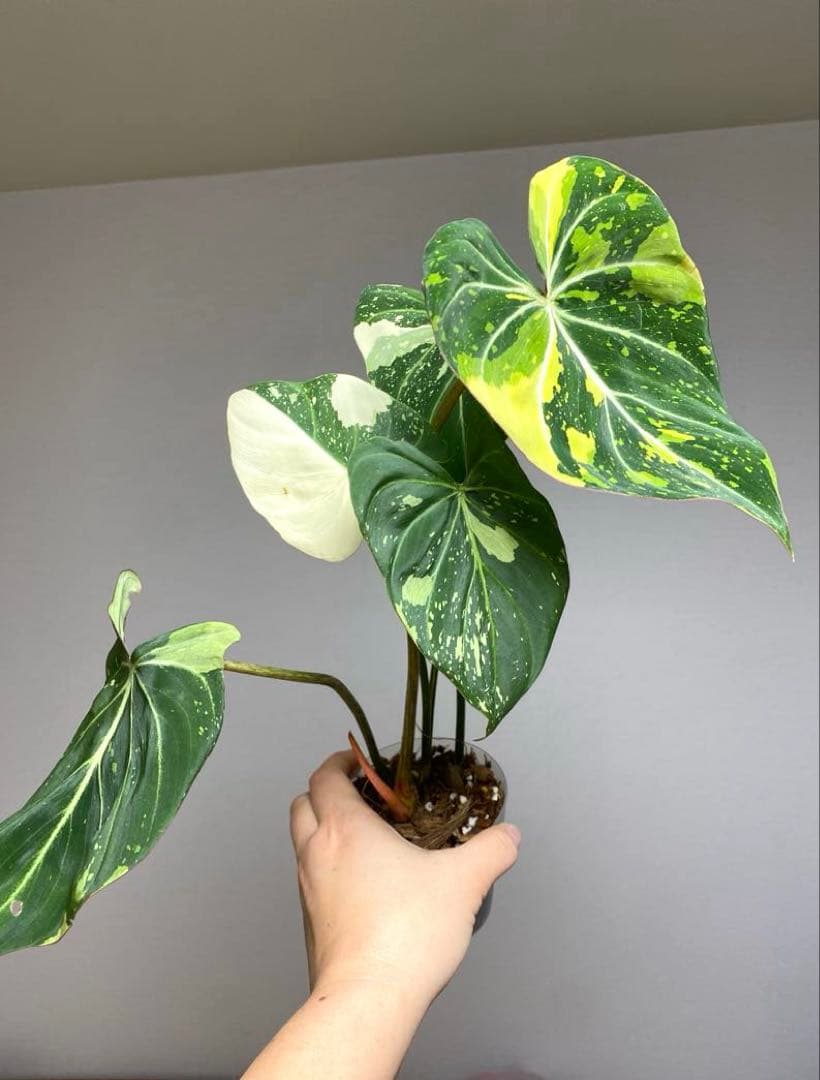【トリカラー全開‼️】フィロデンドロン　グロリオーサム　トリカラー　斑入り　希少