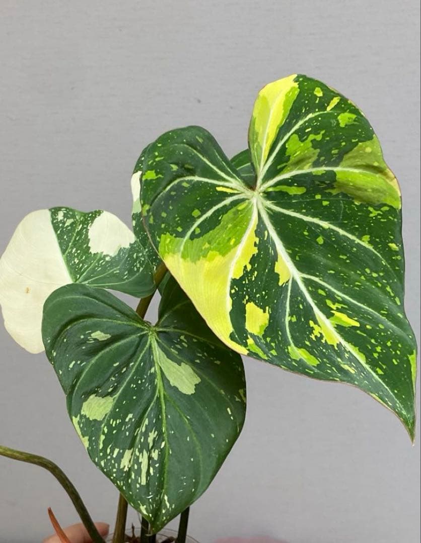 【トリカラー全開‼️】フィロデンドロン　グロリオーサム　トリカラー　斑入り　希少