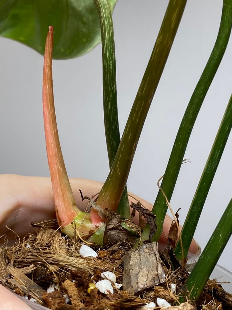 【トリカラー全開‼️】フィロデンドロン　グロリオーサム　トリカラー　斑入り　希少