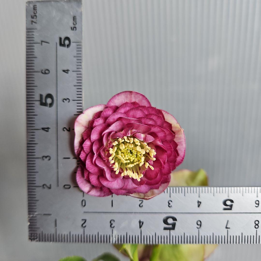 mamo様ご購入苗㉖-351クリスマスローズ