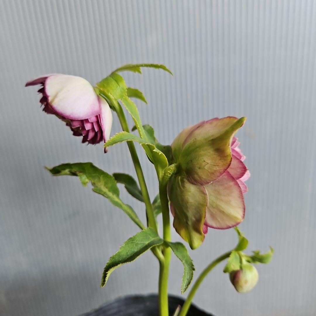 mamo様ご購入苗㉖-351クリスマスローズ