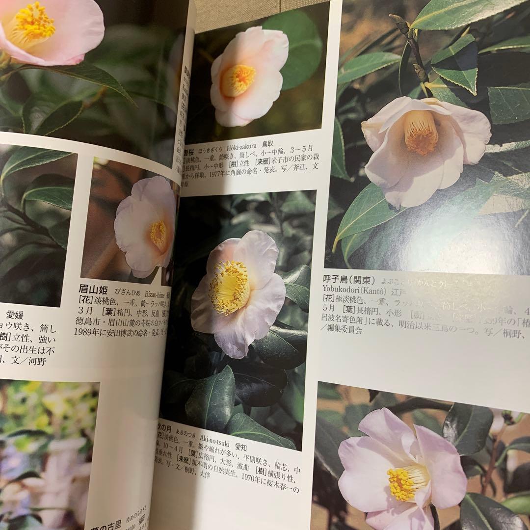 最新日本ツバキ図鑑