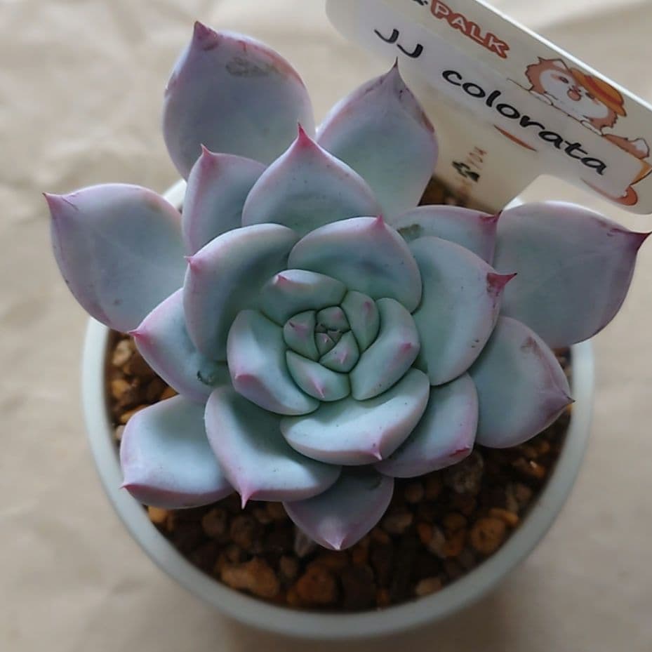 多肉植物　まとめ売り（札付き）