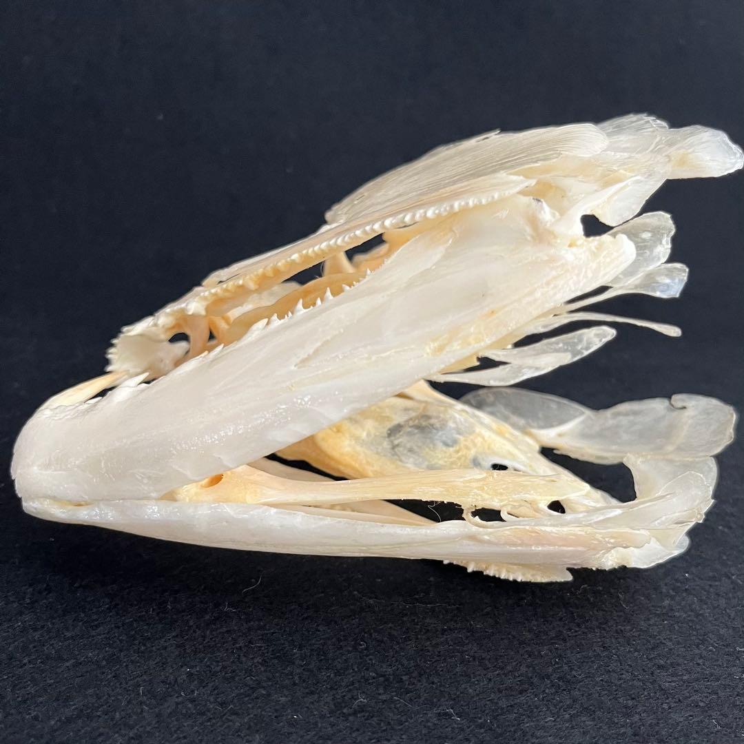 CORE-BOX様　骨格標本　カショーロ