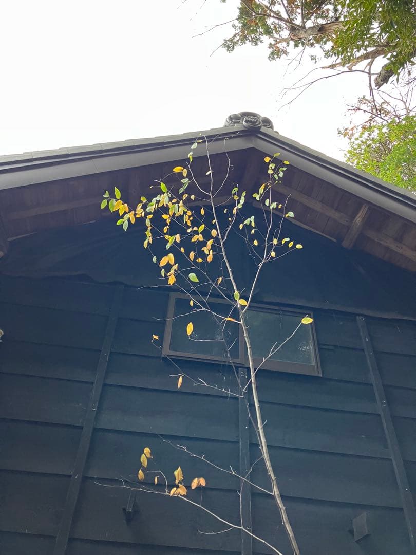 200 山採り　ザイフリボク