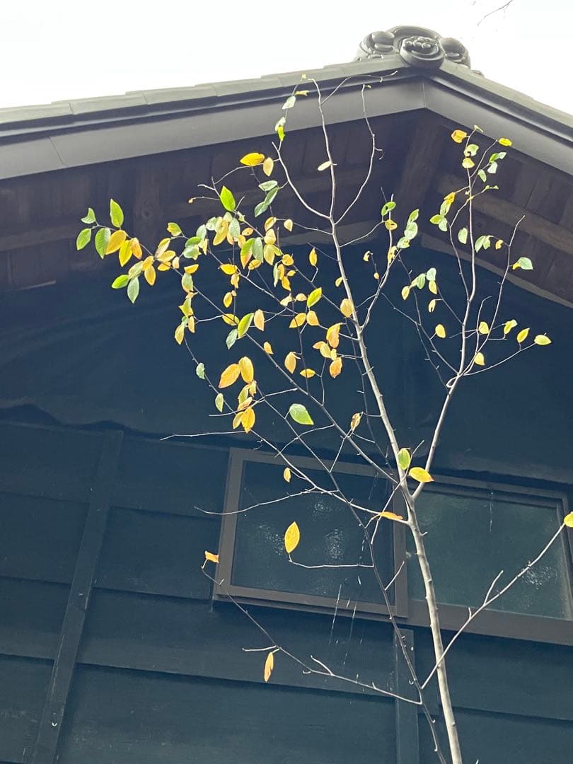 200 山採り　ザイフリボク