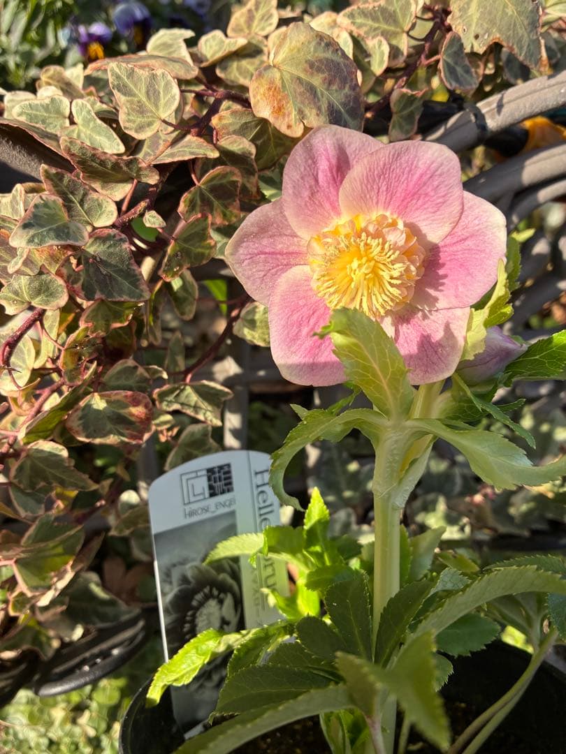 ♡広瀬園芸♡ SDベビーピンクぼかし