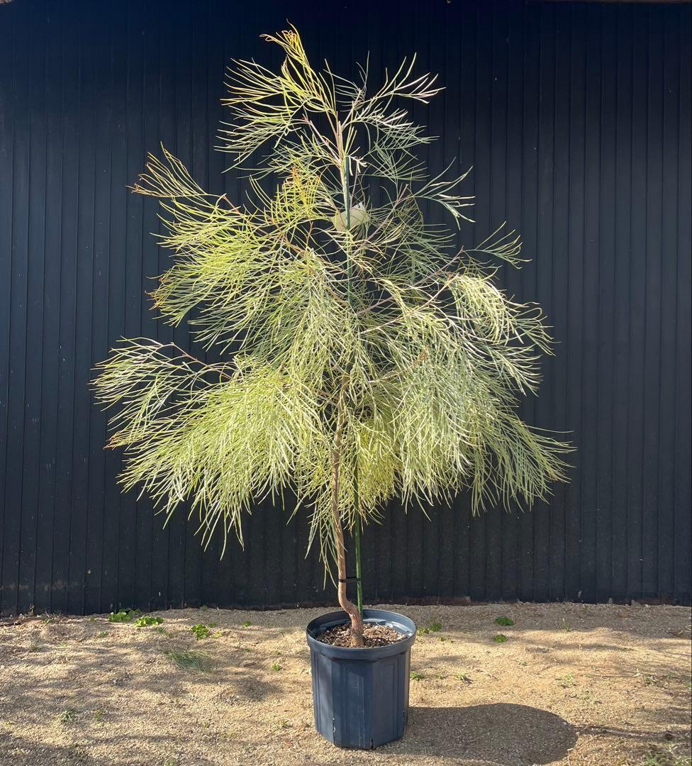 グレビレア ハニーワンダー 大株 オージープランツ