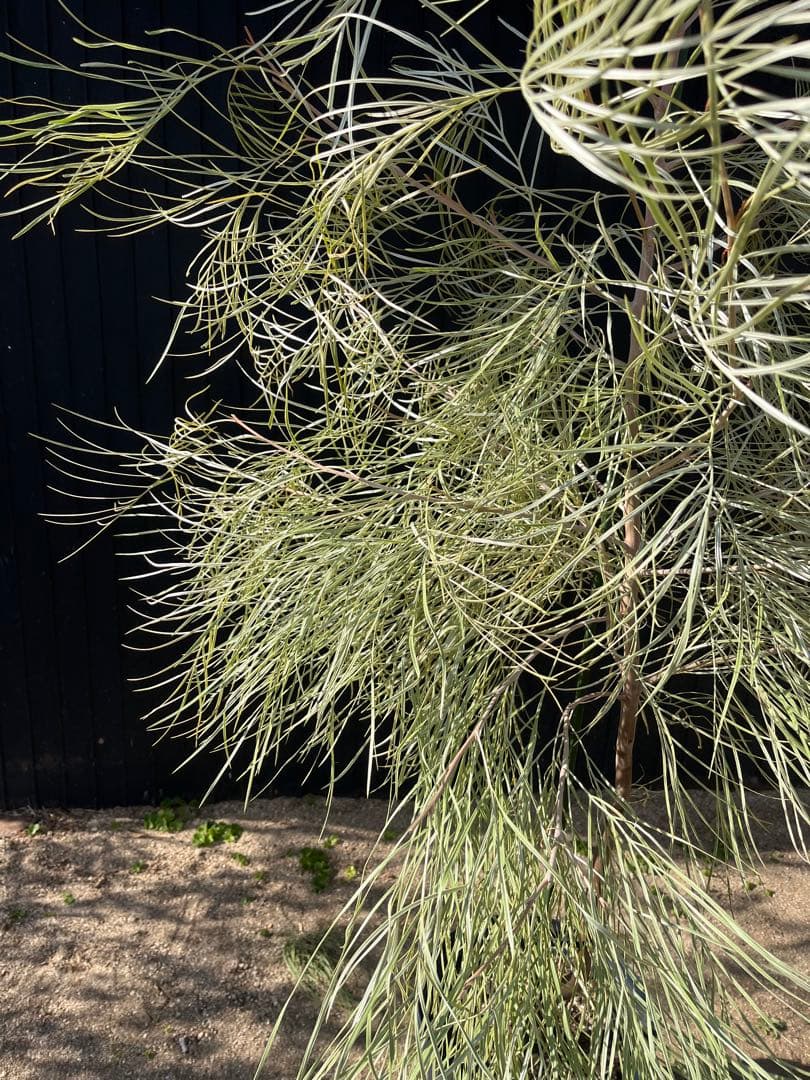 グレビレア ハニーワンダー 大株 オージープランツ