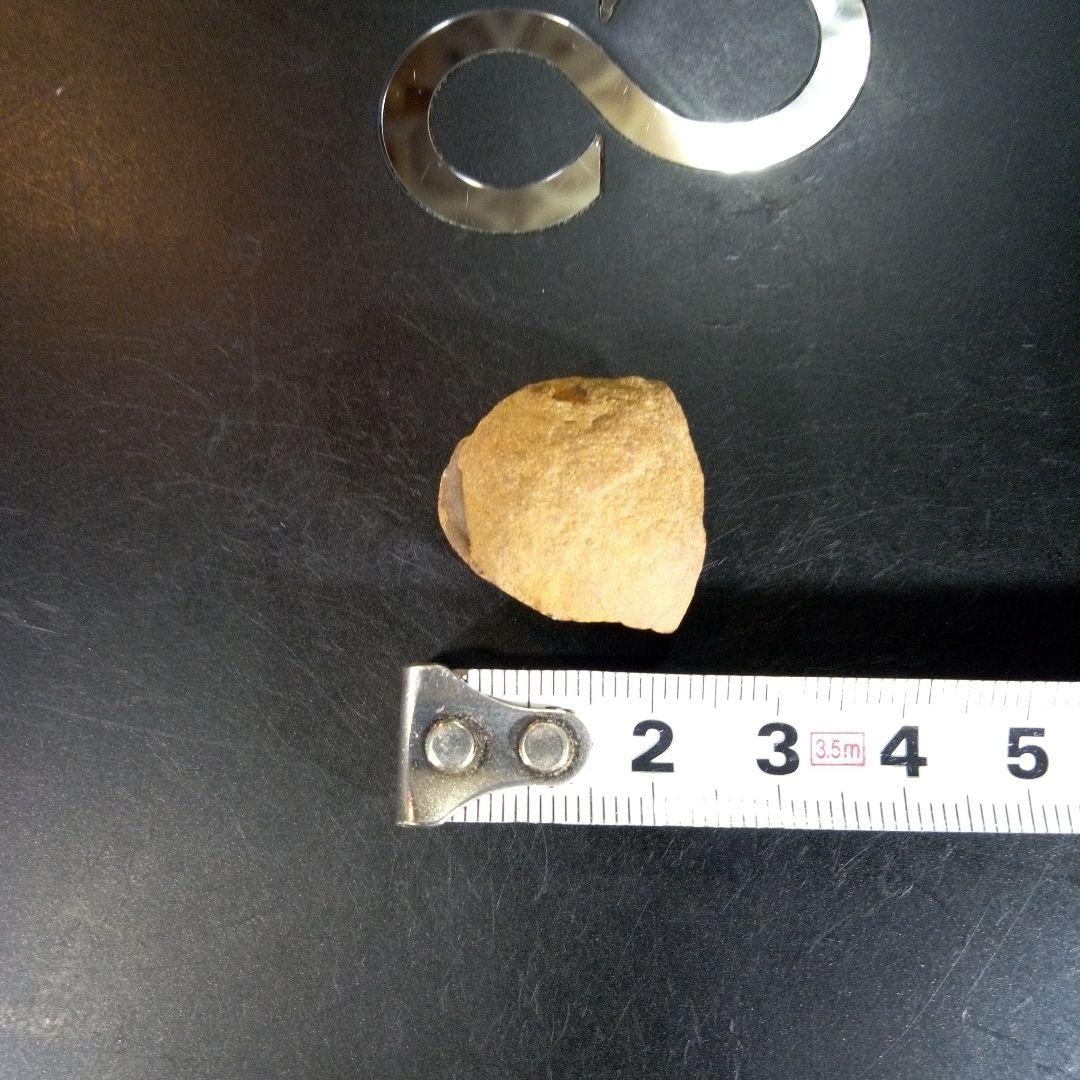 三葉虫　化石　fossil　ボリビア産　trilobite　海生動物個体⑤