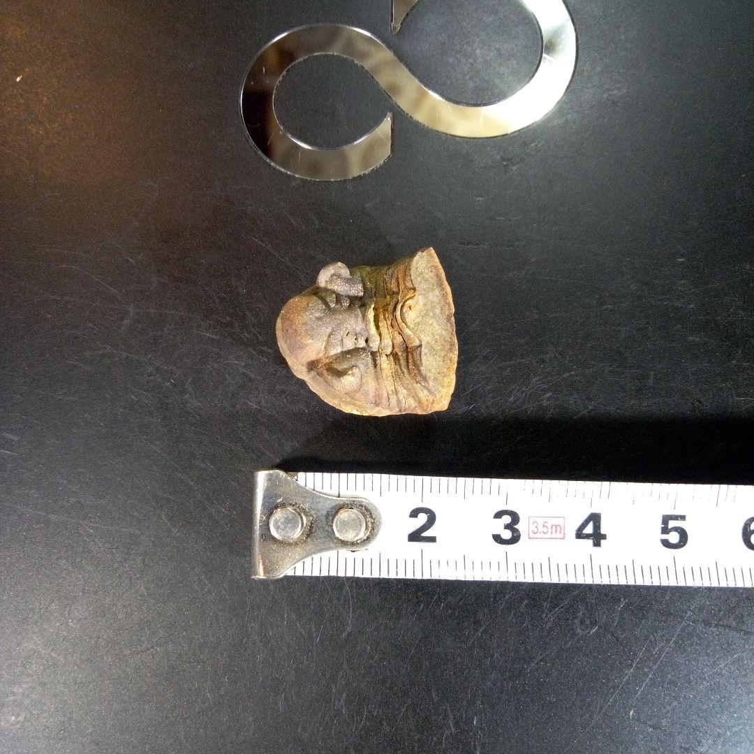 三葉虫　化石　fossil　ボリビア産　trilobite　海生動物個体⑤
